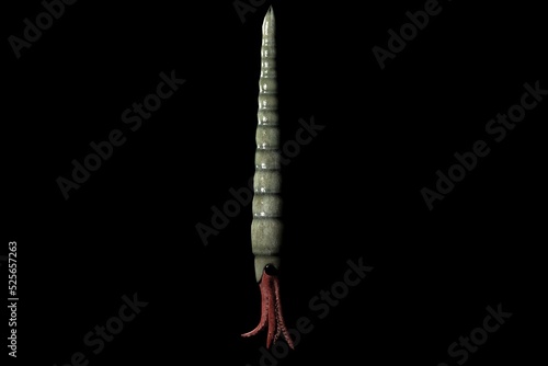 Endoceras is an extinct genus of large, straight shelled cephalopods from the Middle and Upper Ordovician that gives its name to the Nautiloid order Endocerida photo