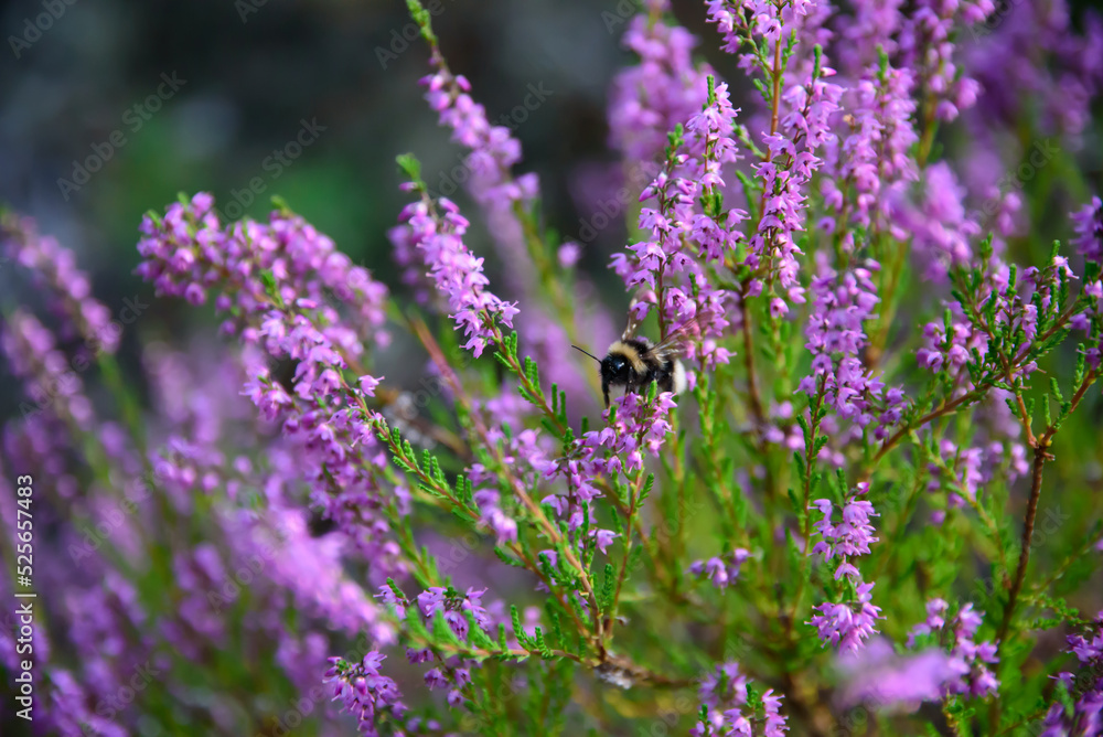 Fototapeta premium purple heather at the edge of the forest where a bee is sitting on a sunny summer day
