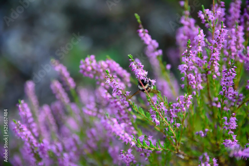 purple heather at the edge of the forest where a bee is sitting on a sunny summer day