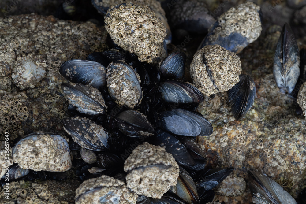 conchas de caracolas y mejillones conchas de caracolas y mejillones