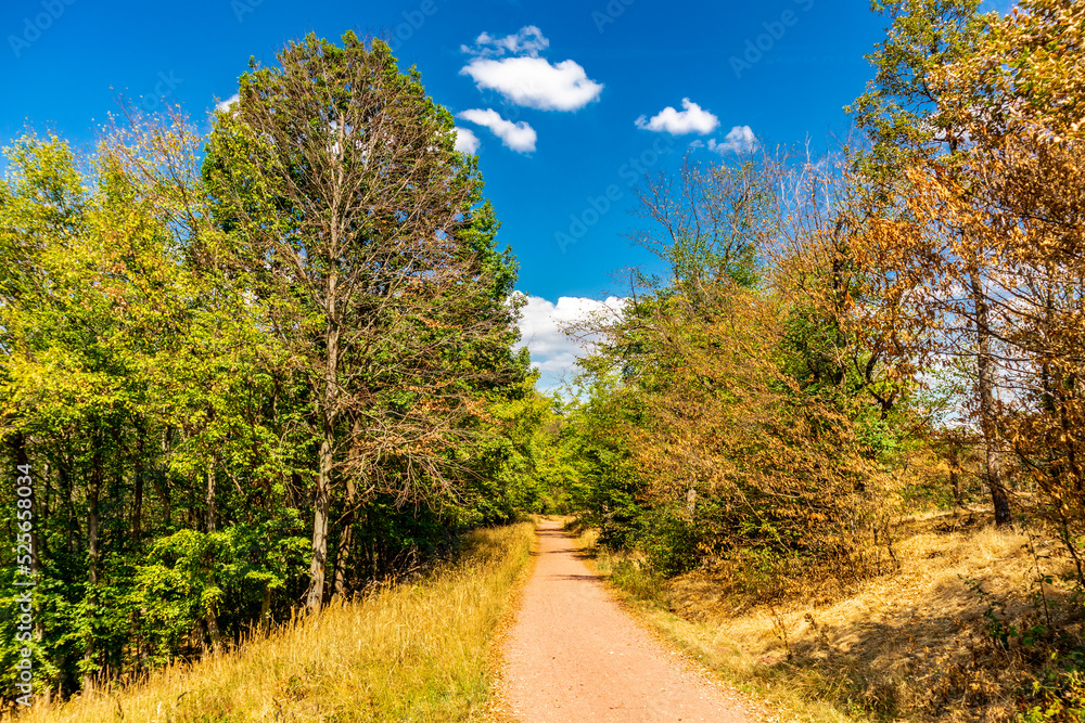 Sommerspaziergang rund um die Wartburgstadt Eisenach am Rande des Thüringer Waldes - Thüringen - Deutschland Sommerspaziergang rund um die Wartburgstadt Eisenach am Rande des Thüringer Waldes - Thüringen - Deutschland
