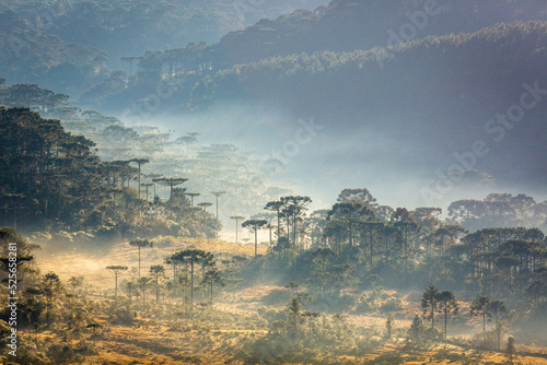 Foto Araucaria conifer woodland in Santa Catarina state at dawn, southern Brazil