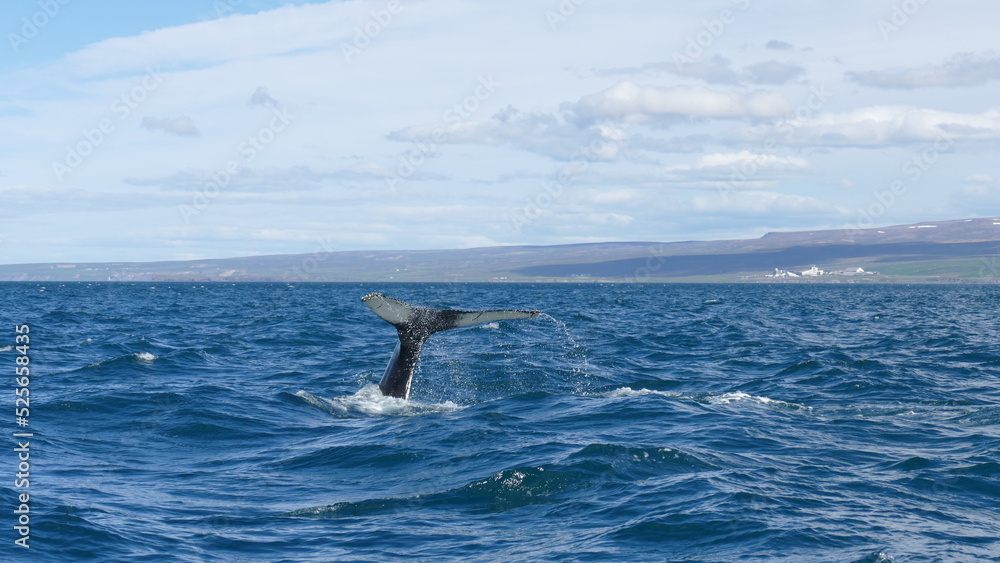 Fototapeta premium Wal