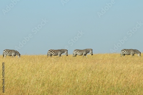 Row of Zebras walking in a line in the field with a blue sky background photo