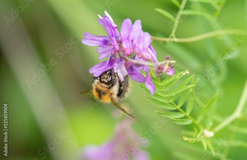 Closeup shot of a bee on a tufted vetch (Vicia cracca) photo