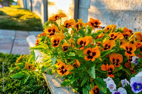 Closeup of orange garden pansies growing in front of a house in sunlight photo