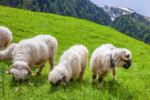 Valais Blacknose sheep in alpine meadows, Zermatt, Swiss alps photo