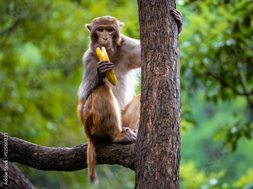 Closeup of a rhesus macaque with a banana on a tree. Macaca mulatta. photo