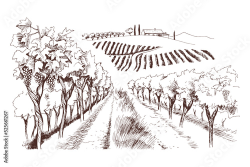 Canvastavla Hand drawn fields of vineyards with Grape farm