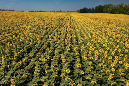 Bright sunflower field against clear blue sky