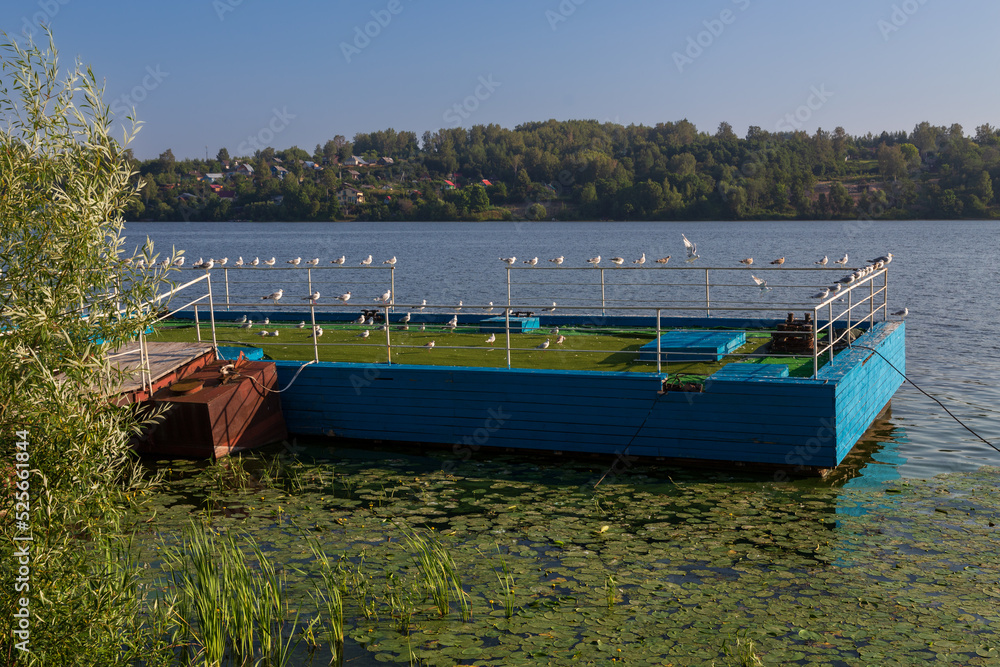 Floating jetty in dense foliage with many seagulls and a village on other bank of river Volga Russia Floating jetty in dense foliage with many seagulls and a village on other bank of river Volga Russia