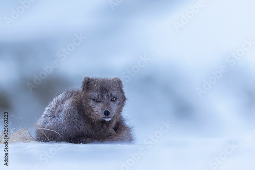 Single Arctic Fox in the snow at Hornstrandir Nature Reserve, Iceland photo