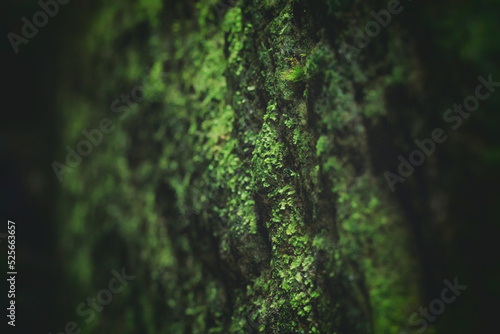 Close-up view of a rock covered with moss, selective focus, Saxon Switzerland, Germany