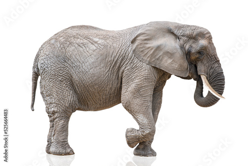 Walking elephant isolated on white. African elephant isolated on a uniform white background. Photo of an elephant close-up  side view.