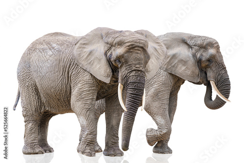 Isolation on white of two walking elephants. African elephants isolated on a white uniform background. Photo of elephants close-up  side view.