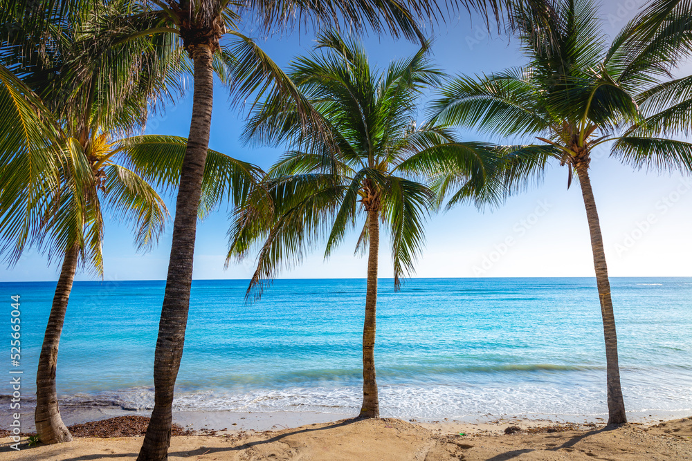 Fototapeta premium Tropical paradise: caribbean beach with palm trees, Montego Bay, Jamaica