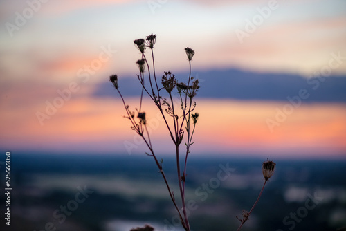 A beautiful meadow with wildflowers and plants on the background of a bright sunset sky.  Bokeh.  Silhouettes of wild grass and flowers. Nature background in summer.