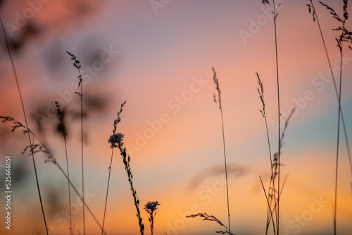 A beautiful meadow with wildflowers and plants on the background of a bright sunset sky.  Bokeh.  Silhouettes of wild grass and flowers. Nature background in summer.