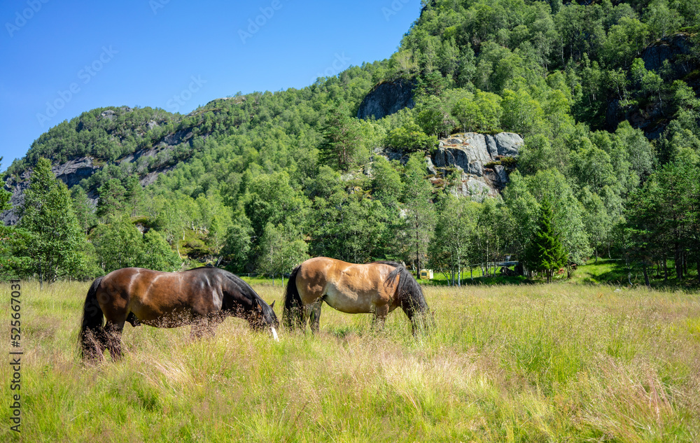 Two horses grazing on a field.