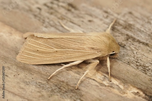 Closeup on a Common Wainscot owlet moth, Mythimna pallens sitting on wood photo