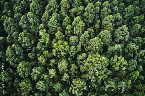Fotografia Overhead aerial shot of a thick forest with beautiful trees and greenery