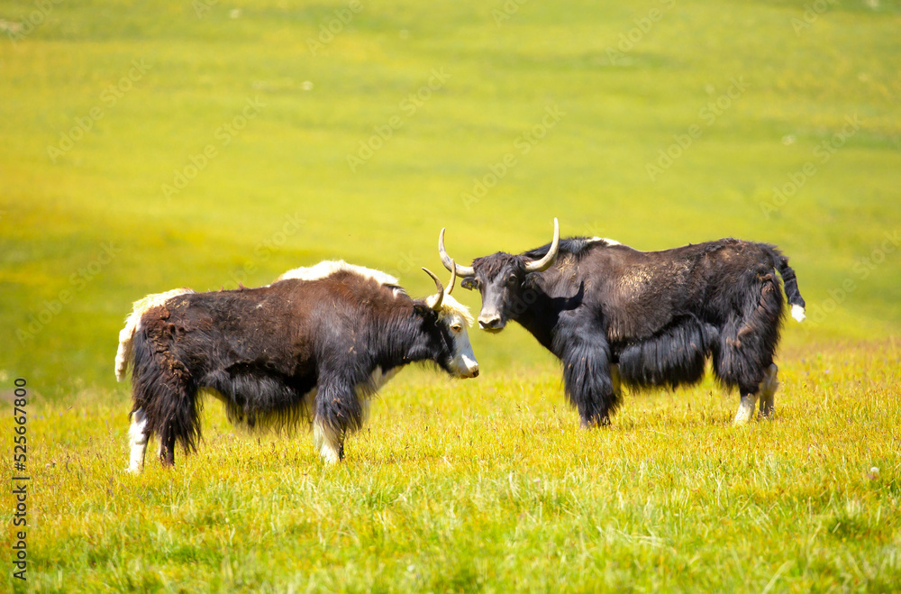 A herd of yaks graze in the mountains. Himalayan big yak in a beautiful landscape. Hairy cow cattle wild animal in nature in Tibet. Sunny summer day in the wild. Farm animal in Nepal and Tibet. A herd of yaks graze in the mountains. Himalayan big yak in a beautiful landscape. Hairy cow cattle wild animal in nature in Tibet. Sunny summer day in the wild. Farm animal in Nepal and Tibet.