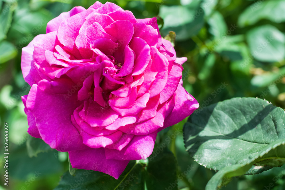 Bush with beautiful blooming rose in garden on sunny day, closeup. Space for text Bush with beautiful blooming rose in garden on sunny day, closeup. Space for text
