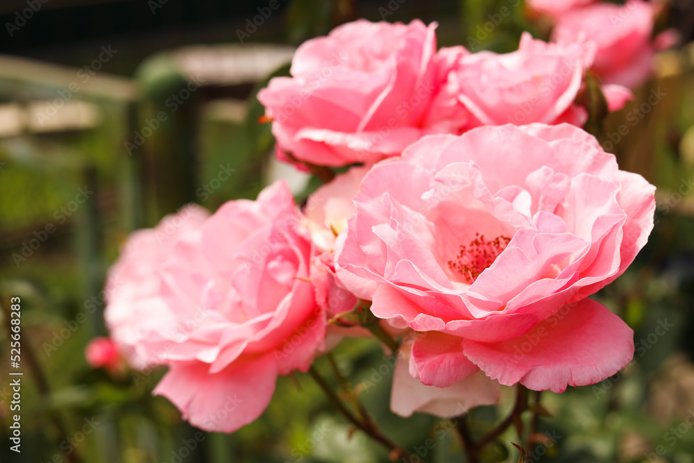 Obraz premium Closeup view of beautiful blooming rose bush outdoors on summer day