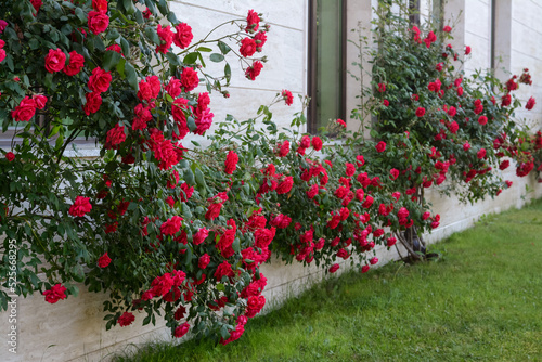 Fototapeta Naklejka Na Ścianę i Meble -  Beautiful blooming rose bush climbing on house wall