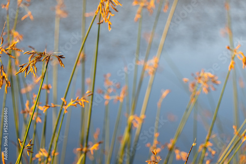 Hardstem bulrush ora Schoenoplectus Acutus plant. Selective focus. Reeds. Common Tule (Schoenoplectus lacustris), stand at a pond.
