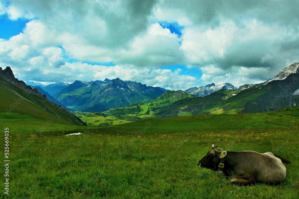 Austrian Alps - view of cows on a pasture near the mountain Karhorn in the Lechtal Alps
