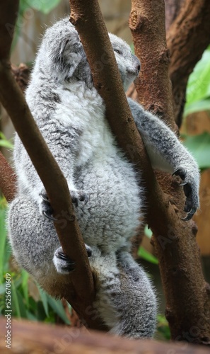 Canvas Print Closeup shot of a cute furry koala laying on tree branches