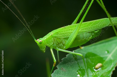 Macro shot of phaneroptera falcata on a green leaf photo