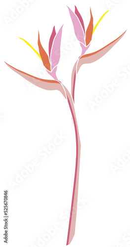 Hand drawn Botanical meadow flower and leaves illustrations