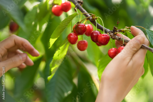 Female hands hold a branch with sweet cherries.