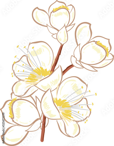 Hand drawn Botanical meadow flower and leaves illustrations