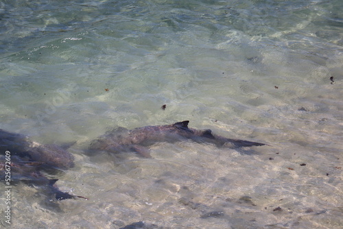 Tubarao Limao or Lemon Shark gathered to the surface at Fernando de Noronha island, Brazil. Negaprion brevirostris