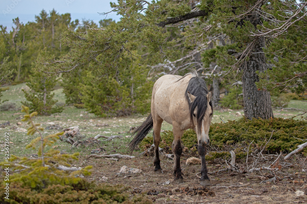Naklejka premium Buckskin wild horse stallion in the central rocky mountains of the western United States