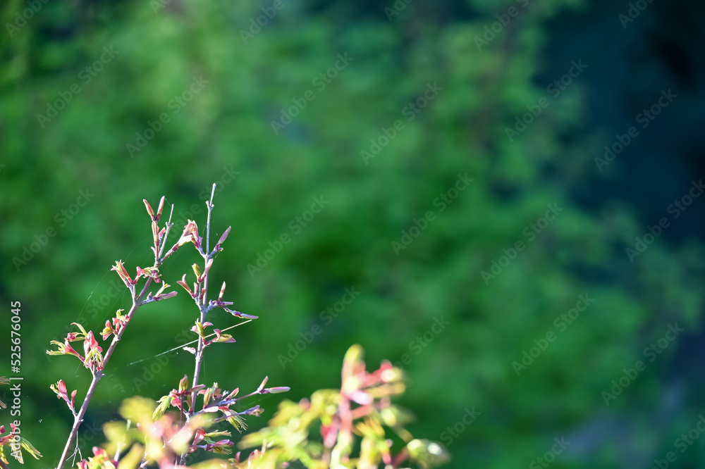 Acer japonicum, the Amur maple, Japanese-maple or fullmoon maple, is a species of maple native to Japan southern Korea. Acer japonicum, the Amur maple, Japanese-maple or fullmoon maple, is a species of maple native to Japan southern Korea.