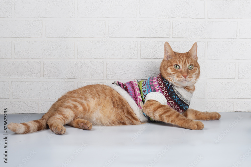Ginger cat in a knit sweater lies on the background of a white brick wall.