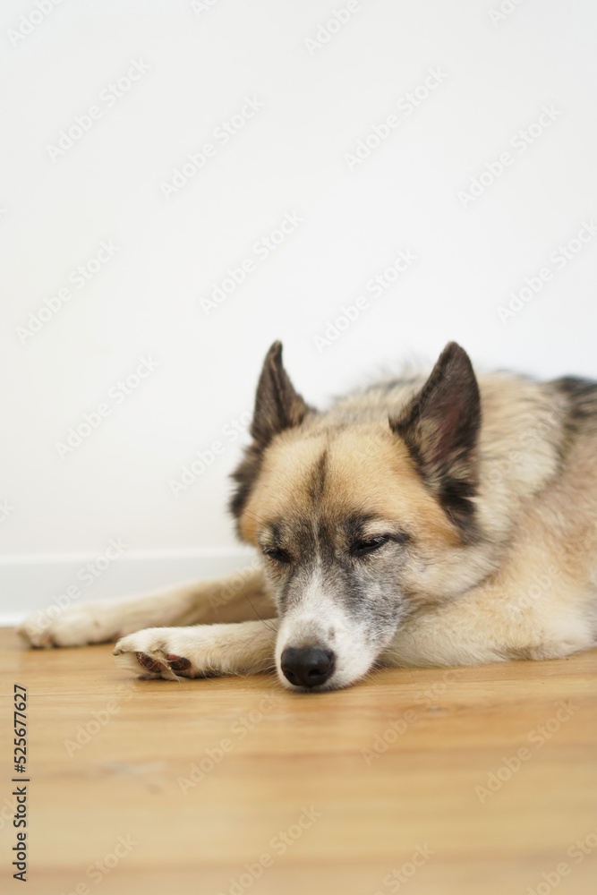 A domestic dog is resting, sleeping on the floor against the background of a white wall. An adopted animal A domestic dog is resting, sleeping on the floor against the background of a white wall. An adopted animal