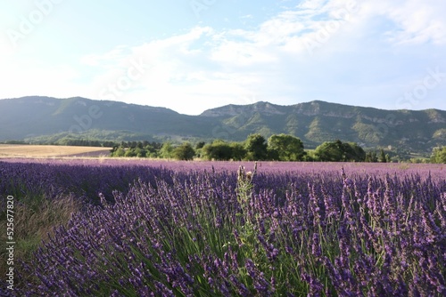 Photos Lavender field in Summer in Provence France