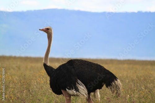 Fototapeta Close-up view of an Arabian ostrich in the grass under the blue sky