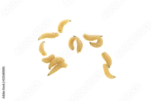 fly larvae on a white isolated background