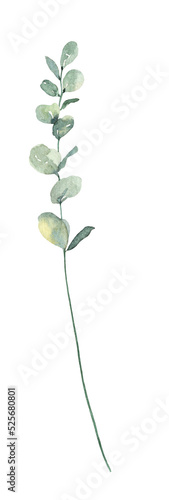 Watercolour hand painted botanical eucalyptus branches illustration set isolated on white background