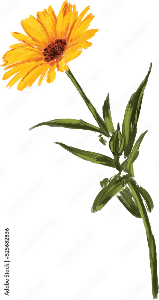 Fototapeta premium Beautiful Hand drawn Paint meadow flowers illustrations element PNG files