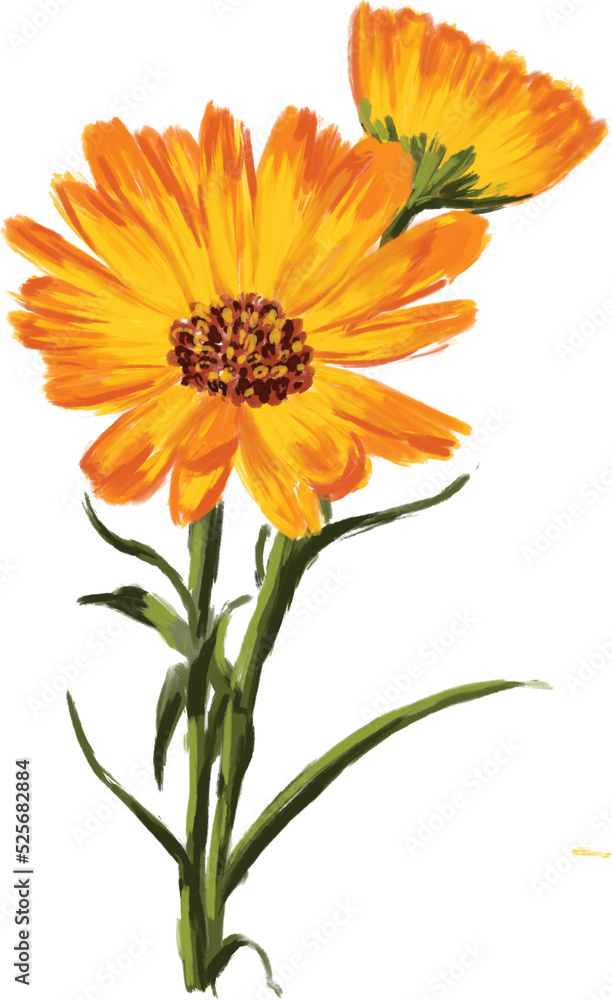 Beautiful Hand drawn Paint meadow flowers illustrations element PNG files Beautiful Hand drawn Paint meadow flowers illustrations element PNG files