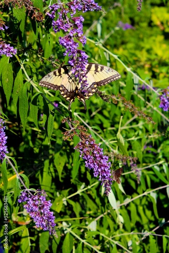 Butterfly in the garden