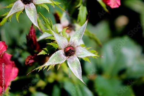 Unique star-shaped flower