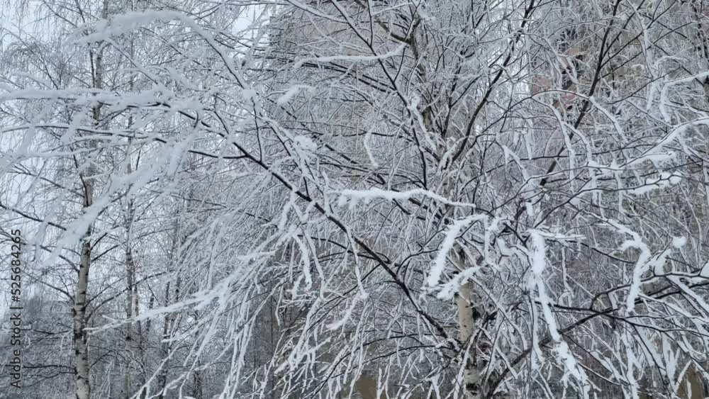 brown tree branches covered with snow, trees in snow in the park, winter forest brown tree branches covered with snow, trees in snow in the park, winter forest